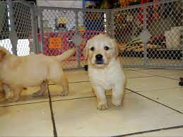 Mo (stl) terre haute, in (tha). Craigslist Free Pets Columbia Sc