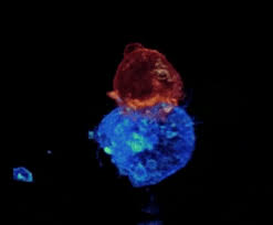 We did not find results for: Cytotoxic T Cell Red Attacking Cancer Cell Blue Gif On Imgur