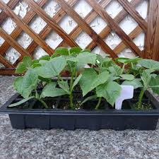 3 قطعة 24 خلايا بذور الحضانة الأواني وعاء زارع مع الأغطية صينية شتلات البلاستيك النباتات المائية تنمو صندوق مع ثقب التنفس أحواض الحضانة Aliexpress