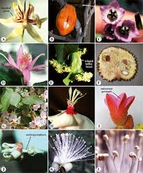 Image result for Malvaceae subfamily Grewioideae
