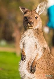 12 Outdoor Experiences In The Barossa Valley Adelaide Hills Best Beaches To Visit Tropical Animals Cancun Mexico Travel