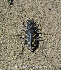 Image result for Trachyandra burkei