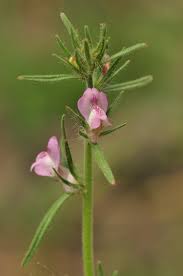 Image result for Misopates