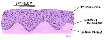 We did not find results for: Epithelium Pathology Dictionary Mypathologyreport Ca