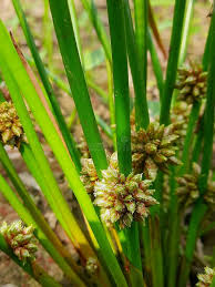 Image result for Schoenoplectiella