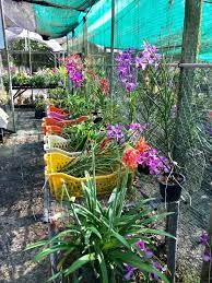 Kain ripstop adalah jenis kain yang kuat dan tahan dari goresan. Warna Warni Orkid Kira Jenis Tahan Kebun Orkid Jelita Facebook