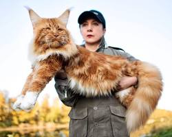 Maine Coon cat resmi
