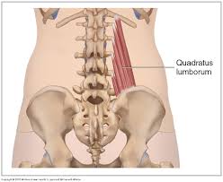 Spine diagram showing back pain. Muscles Of The Lumbar Spine Of The Trunk