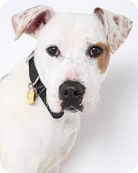 American pitbull terrier puppy's (warroad). Edina Mn American Staffordshire Terrier Mix Meet Rotini D141394 A Puppy For Adoption Http Www Adoptapet Com Pet 120237 Pets Dog Adoption Puppy Adoption