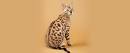 Bengal Cat Breed Information, Pictures, Behavior and Care