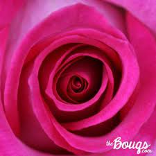 We did not find results for: The Bouqs Company Shark Tank Blog