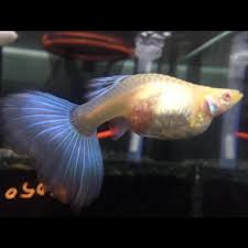 Pin On Guppy Lepistes