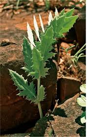 Image result for Cyphostemma montanum