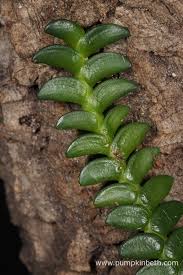 Image result for Angraecum distichum