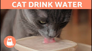 Here's what you can do to make sure they get enough water. 10 Tips To Help Your Cat Drink Water Youtube
