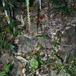 Image result for Hetaeria