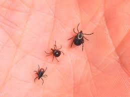 Tick And Mosquito Disease Cases Tripled In Us Cdc Report Says
