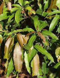 Image result for Mangifera