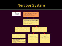 This is primarily conducted through electrochemical signaling. The Nervous System Slide Show