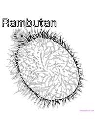 Printable rambutan tree branch coloring pages. Rambutan Coloring Pages Rambutan Is Produced From The Plant Nephelium Lappaceum Which Is Still On Fruit Coloring Pages Coloring Pages To Print Coloring Pages