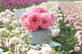 Usually ships within 3 to 5 weeks. Blog Dinnerplate Dahlias