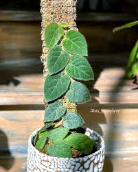 Image result for Polystachya villosa