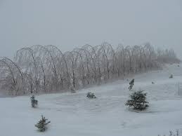 Hybrid willows grow best in slightly moist conditions, so mulch around these trees once a year with shredded hardwood bark mulch. Fast Growing Windbreak Winter