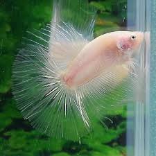 Clear Cellophane Male Halfmoon Betta Betta Fish Types Betta Betta Fish