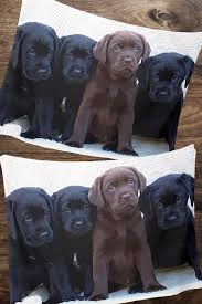 Lab Puppies Blanket Black Labrador Blanket Chocolate Lab Lab Puppies Duck Dog Labrador Decor Hunting Dog Sh Puppy Blanket Lab Puppies Dog Blanket