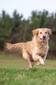We did not find results for: Golden Retriever Running Goldenretriever Golden Retriever Retriever Dogs