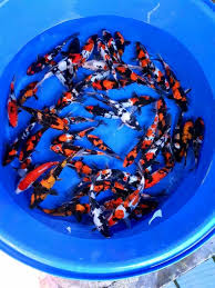 1 bibit ikan koi super dari pondok farm. Jual Ikan Koi Archives Agro Koi Farm