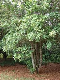 Image result for Macadamia aff. integrifolia
