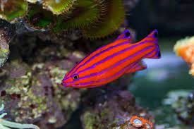 We did not find results for: The Most Exotic Salt Water Fish Ocd Reefs