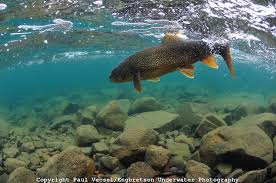 Lake Trout Engbretson Underwater Photography Lake Trout Fishing Lake Fishing Fishing Photography