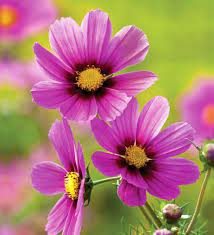 Cosmos Bipinnatus Versailles Tetra Cosmos Flowers Annual Flowers Flower Seeds