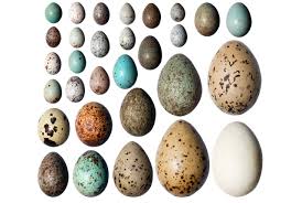 Bird Eggs With Brown Spots On Shell Meet The People Who Collect Illegal Eggs Bird Eggs Bird Egg Identification Bird Species