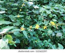 Image result for Triumfetta digitata