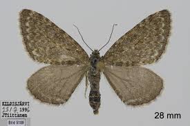 Image result for Entephria byssata