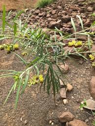 Image result for Gomphocarpus semilunatus