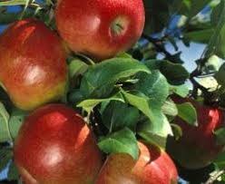 Annual flower and vegetable retail tree and shrub retail nursery product wholesale. Sapalta Cherry Plum Nice Guys Nursery