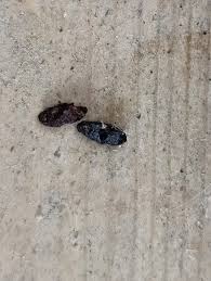 Image result for squirrel poop