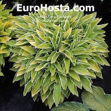 It's got humongous leaves and has a great spread and it's only it's second. Hosta Iced Lemon Eurohosta