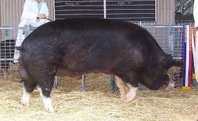 Adelaide Champion Berkshire Boar 2005 Berkshire Pigs Pig Breeds Pig