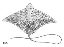 These rays can grow extremely large, up to 1.8 m (6 ft) including the tail. Aetomylaeus Vespertilio Ornate Eagle Ray Fisheries
