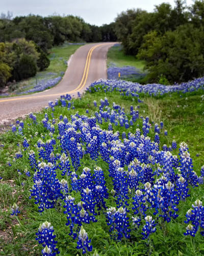 2,000+ Texas Hill Country Bluebonnets Stock Photos and Royalty-Free  Pictures - iStock
