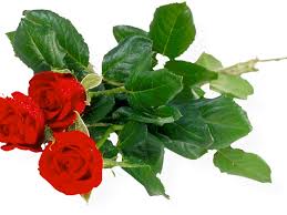 Red rose illustration, garden roses centifolia roses flower scalable graphics, red rose bushes, love, flower arranging, floribunda png white petaled flowers in bloom, shrub icon, bushes, face, natural, plant stem png White Rose Bush Png Rose Bush Clipart Anime Rose Rose Picsart Png Full Hd 2402008 Vippng