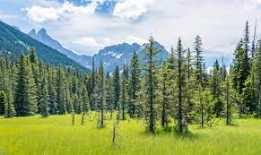 Maybe you would like to learn more about one of these? Kootenai National Forest