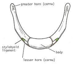 Image result for Hyoid Bone