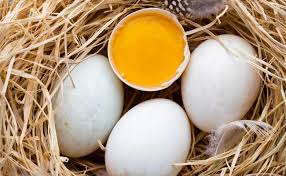 Berbanding telur ayam atau puyuh, telur itik lebih kaya dengan mineral, vitamin b6, asid pantotenat, tiamin, vitamin a, e dan b12. 11 Manfaat Telur Bebek Lebih Baik Dari Telur Ayam