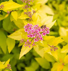 Image result for spirea japonica gold princess
